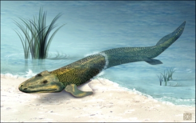 Tiktaalik